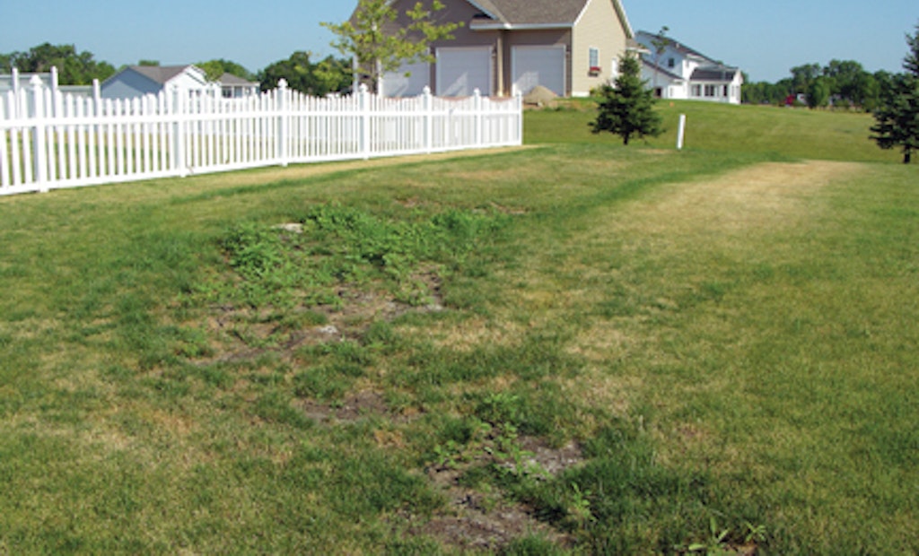 Signs Your Septic Pump Needs Maintenance - Effects of excessive grass growth near the septic system