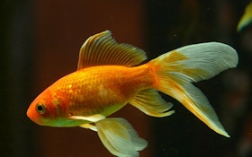Pumper’s Charity Rescues Flushed Goldfish 