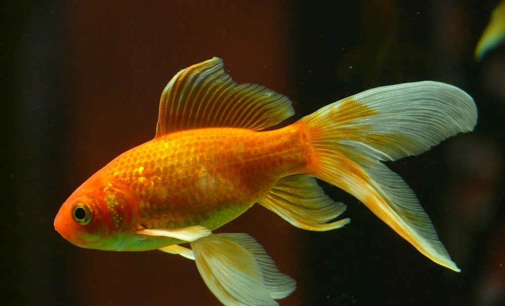 Pumper’s Charity Rescues Flushed Goldfish 