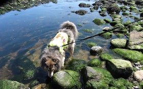 Dogs Sniff Out Wastewater Leaks That Threaten The Environment
