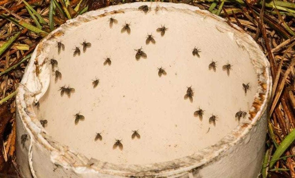 A Solution for Sewer Flies