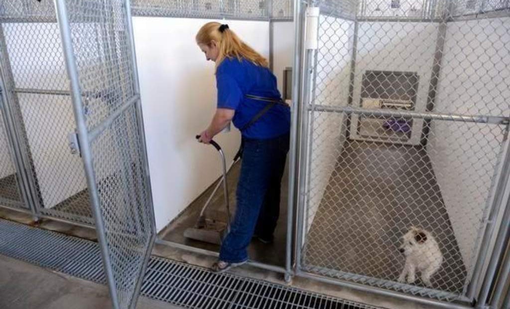Dog Kennel and Vet Clinic Wastewater Treatment Recommendations
